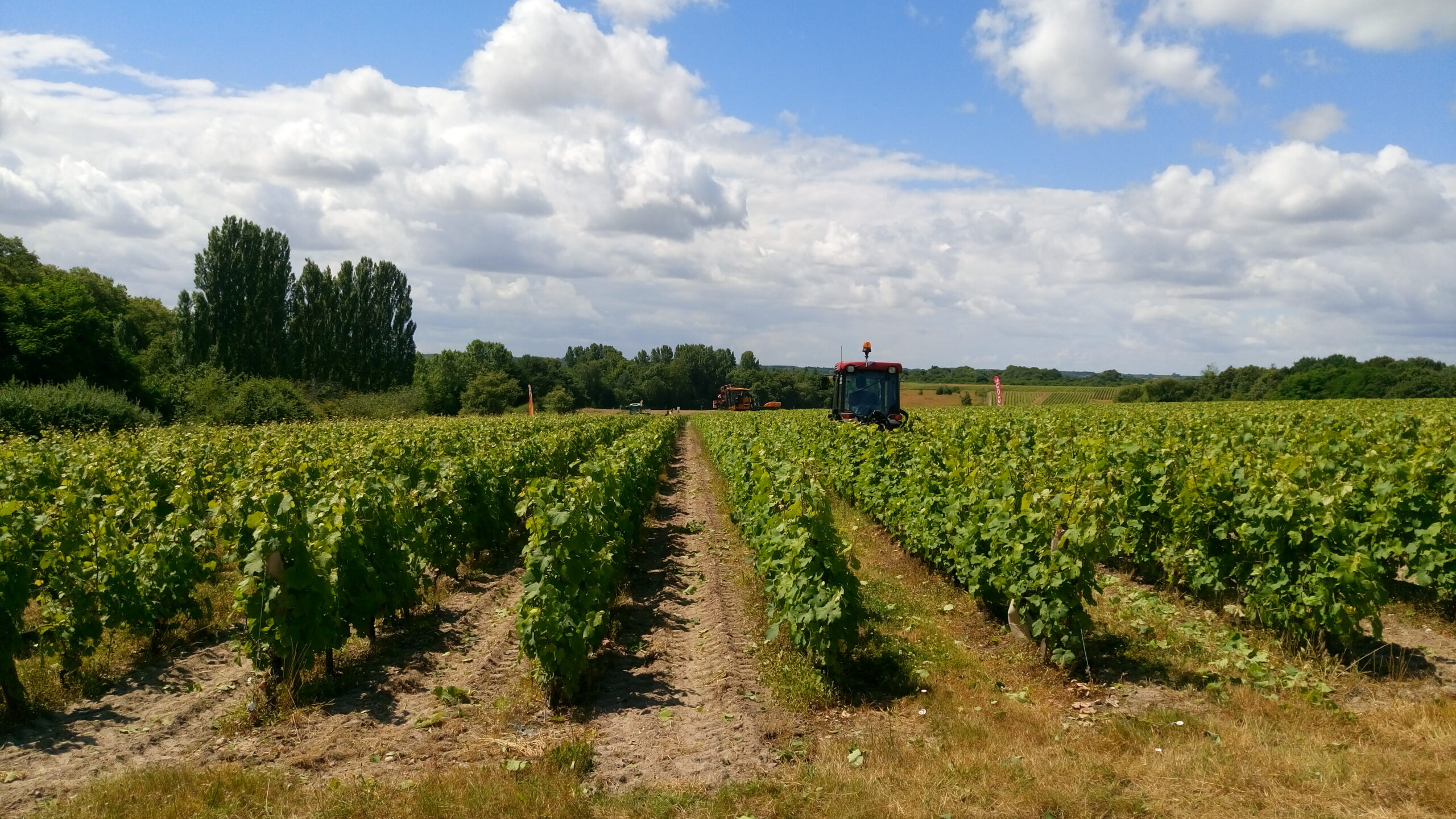A hidden terroir